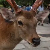 naradeerbro's profile picture. deer