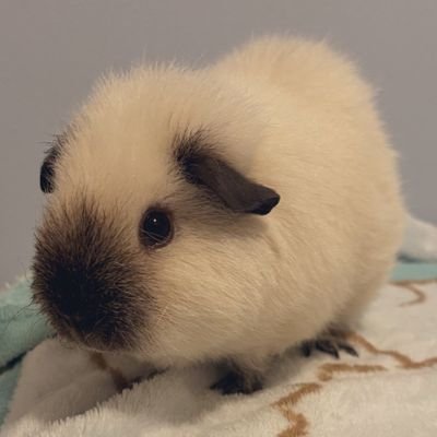 suJ0o's profile picture. 귀엽게봐주세요오...