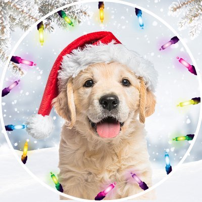 PetCollectiveTV's profile picture. The best pet videos on Twitter!🐱🐶🎉
We've got all the pet content you'll ever need! 😻⬇️