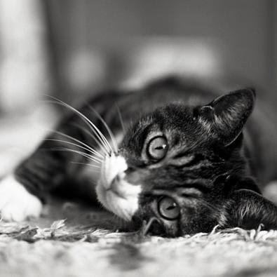 amigo1218's profile picture. 自転車/サイクリング/カメラ/プラモデル/ネイチャーアクアリウム/ぬこ/横須賀鎮守府/模型/ハム