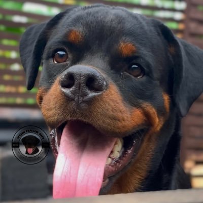 Posh_Mo's profile picture. Rottweiler Influencer👑. Cyber DogTrainer🐾. Dog content📝. Dog/Cat vendor🦮🐈. Bollywood🇮🇳. Free Dog rehoming🏠. Dogs Advocate👨‍⚖️. Paid Consultation 📥