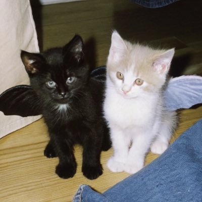 saltbread_zz's profile picture. 