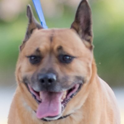 RocketMcNeil's profile picture. Fighting for fair housing. Inspired by Rocket, a blind dog trapped by negligence. Holding corporate landlords accountable. Join the movement. #FairHousing #Rock