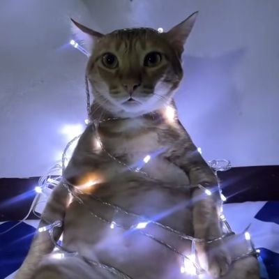 MlAmorim's profile picture. Yo