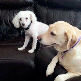 lasvegasjedi's profile picture. San Francisco Giants, Star Wars, Fresno State Bulldogs
Vegas Golden Knights, DC, Marvel, San Joaquin Valley players like Josh Allen, Aaron Judge, Paul George...