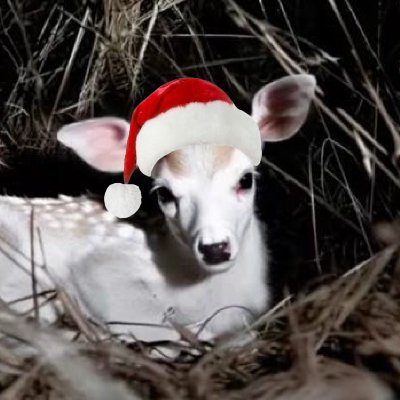 isopodoll's profile picture. 