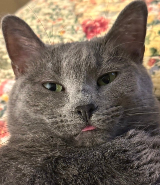 PoisondPoptart's profile picture. 