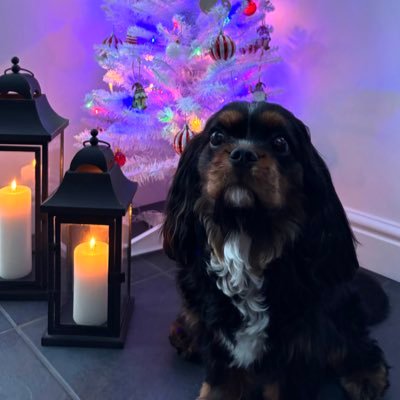 Price27P's profile picture. I’m Arthur, a fluffy CKCS pup born on New Year’s Day. Here to heal the hearts of mum & dad after my big bro Ernie went OTRB in April 2024 ❤️🌈 50% Wookiee.