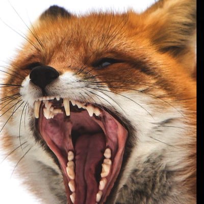 foxxam1lli's profile picture. money over everything 🇳🇬🇲🇽 hijo de la Santa Muerte