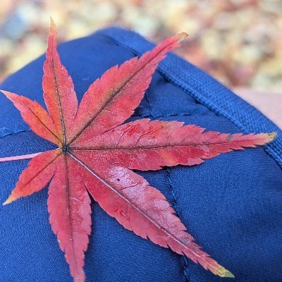 teardorops's profile picture. 