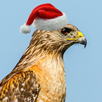 redpilledhawk's profile picture. President of @oldgloryclub | Big Game Hunter | Amateur Paleontologist | Nemesis of “Manosphere TM” https://t.co/OKsbCcWns8