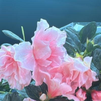 patodatacloud's profile picture. Aguante yo y todas mis personalidades.