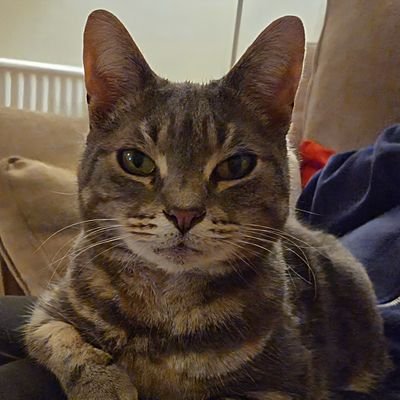 JessFudge20's profile picture. #Ambassacats for #Derby🏴󠁧󠁢󠁥󠁮󠁧󠁿 #Hedgewatch'ers, #Hedgehog'ers sharing advenpurrs with you all.

#Jess #OTRB🌈 02.12.19.
#Fudge #OTRB🌈 26.05.23