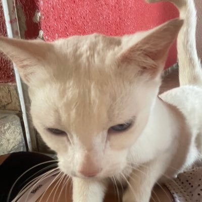 Spirandeliiii's profile picture. 🍃