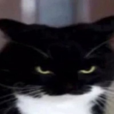 zenica0x's profile picture. defi, airdrops and shitposts