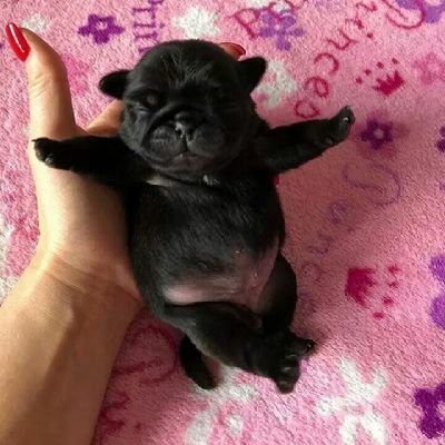 lalacinhos's profile picture. 