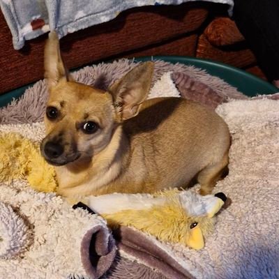 SalfordFinlay's profile picture. New doggy Iris here to take over der role ov chief tweeter me will do Finlay and Ember proud🐶🐶 oh yeah and mum will help too🥰