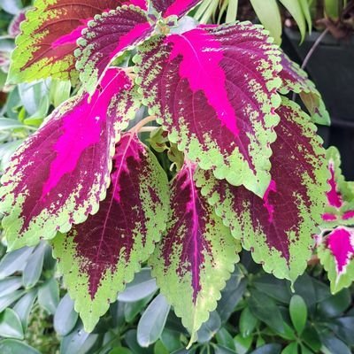 TonyPang17's profile picture. 🤗 I prefer to take pictures & compose poems occasionally (No list & copy)🙏 😇
                                       青山綠水蔚藍天，花草樹木翠綠葉  地球美景滿天下，悉心欣賞大自然