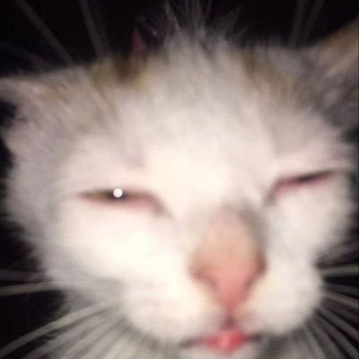 Daily__Citlali's profile picture. FR/EN
what the fuck i am doing here