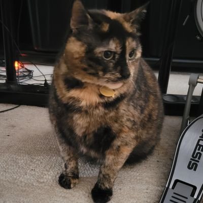 MaryJeurissen's profile picture. Rear Admirals Licorice and Sunny and Majors Jeff and Scarlett and Colonel Monty in Zombiesquad 

RIP Tuffy Fay Wray and Lucky and Freddie Mercury