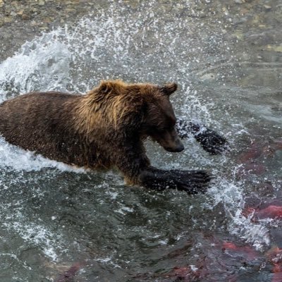 iamknotcicada's profile picture. henlo i am a simple bear and i have seen but i shall not speak | nationalist | evolian | platonist | pagan | bear-goddess appreciator | warrior of awakening