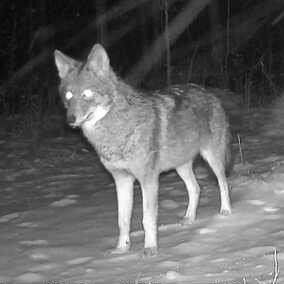 Critter_Paths's profile picture. Jesus
GenX
Cdn Afg Vet
2A

Life is the most difficult game

Matthew 9:29
Then He touched their eyes, saying, “It shall be done for you according to your faith.”