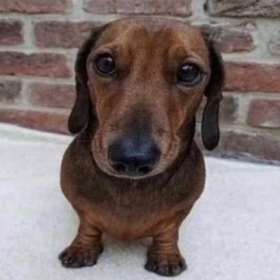 cubedgeckowo's profile picture. https://t.co/tkYkEtExHw