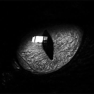 diibwolf's profile picture. 