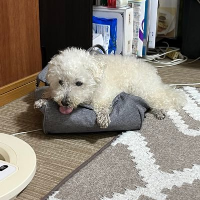 junkoaxdk's profile picture. 