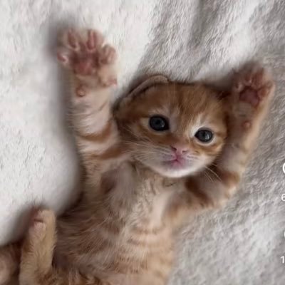 aumaimgmn's profile picture. ตต : อุ๋มอิมหัวใจสตางค์กิตติภพ🩵💜 นปก.หัวใจสตางค์กิตติภพ🩵💜  ร้านเรซิ่น งานลูกปัด ไอจี #jaoyingviolet💜