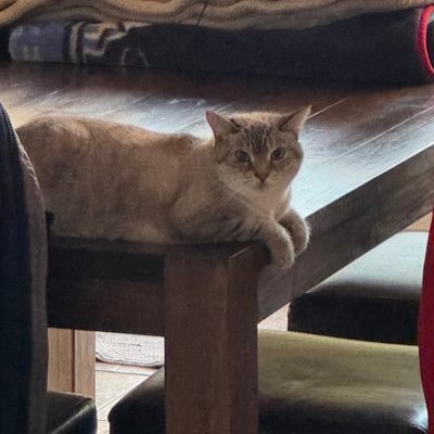 PatDom12's profile picture. J’assume mes commentaires et opinions. Ne jamais se fier à la couverture d’un livre. Le GBS existe encore. @steelers @tournoipeewee ⛳️