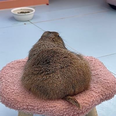 OoM4dWd5AWZYJK3's profile picture. 無

정신승리 해야지 내가살지 아니면 못살지 불륜속에서 등터져버린 깜찍한나
프레리독 귀여워 프레리독깜찍해나초롬
불륜을사랑이라고하는좆같은 시발놈 시발년
(암편 + 조카년)불륜 = 사랑~