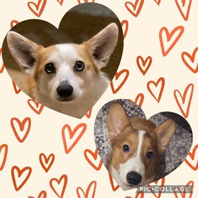 Narumin12143763's profile picture. お空組のコーギーひまわり🌻🌈2015.4.12-2025.10.18(20:27👼) うちの子記念2015.7.19。オッドアイで可愛い子❤️ひま丸2025.6.3うちの子2025.11.18ものすごくやんちゃです😂コーギー好きな方と繋がれたら嬉しいです✨ 宜しくお願いします🙇‍♀️