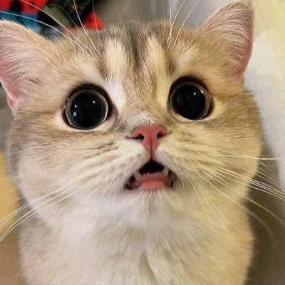 gift_zozo's profile picture. น้องอาโป น้องยูโร ไอ้พวกแมวเหมียว #โปโร