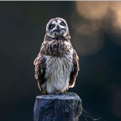 BeltwayGreg's profile picture. Independent. “Us & Them” “The Party told you to reject the evidence of your eyes and ears. It was their final, most essential command. George Orwell, 1984”