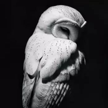 mendizabal51260's profile picture. 