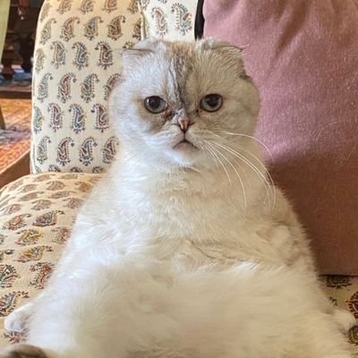 Wanessakeiroz's profile picture. Finjo ser cult, mas comento sobre BBB.