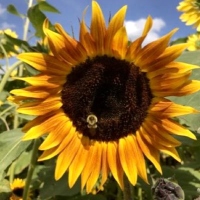 snflower500's profile picture. Love Animals, Nature, humor, photography 🌱🇺🇸 Special Education All photos are mine unless shared