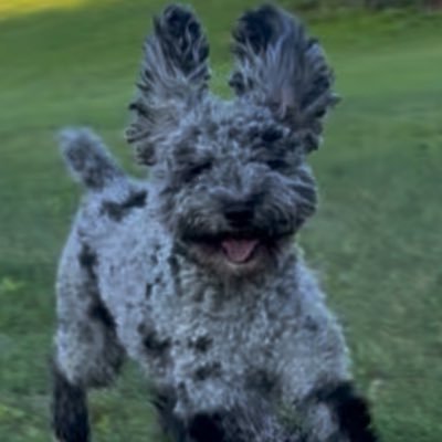 Senator Palpatine 😈 Profile