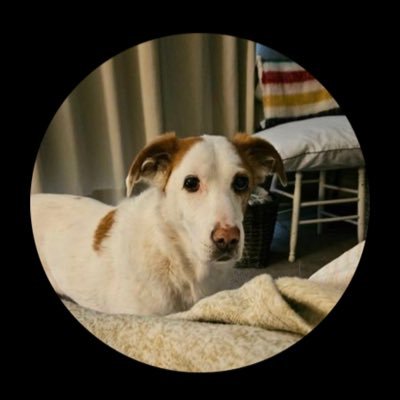 prattle20's profile picture. Majors Pele 🐶Goldie🐶 Captain Huggy #theZombieSquad no dms