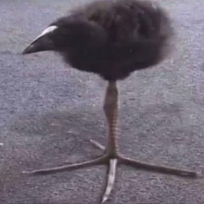 Kleshnash18's profile picture. 