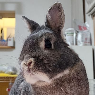 Luna_kinatu's profile picture. 22歳 LoLプロゲーマー　https://t.co/8jRBfeWg2e