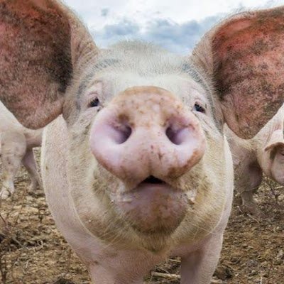 ChanchoQuerido's profile picture. 