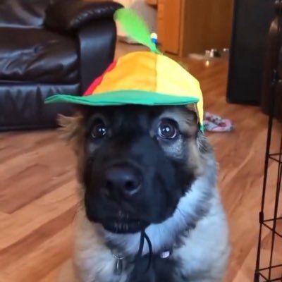 nickthechad's profile picture. 21 | #Cavs #Bengals #Reds | @notnickthechad