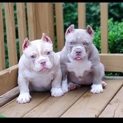 Hadzi468003's profile picture. 