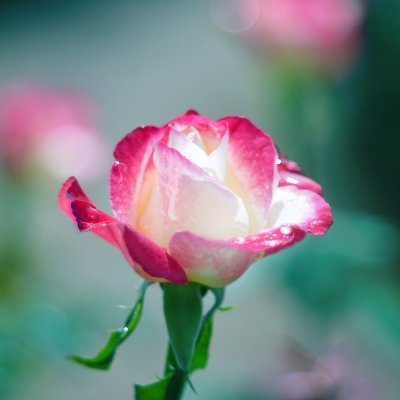 yui9503's profile picture. 