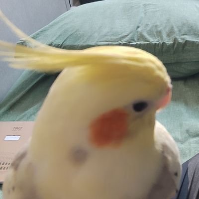 faroud15's profile picture. من شادم، ولی دنیا میخواد غم انگیزم کنه
Boy oh boy, i am so FUCKING lonely. 
God is Odd