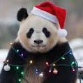 Pandarwiz's profile picture. Trying not to be grumpy over these next few weeks is not going to be easy... 🐼🧙‍♂️🦡