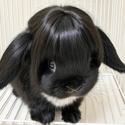 dovesandlilacs's profile picture. 