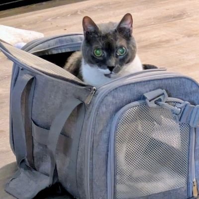 DoxxxyStocksy's profile picture. debating skirting all responsibility